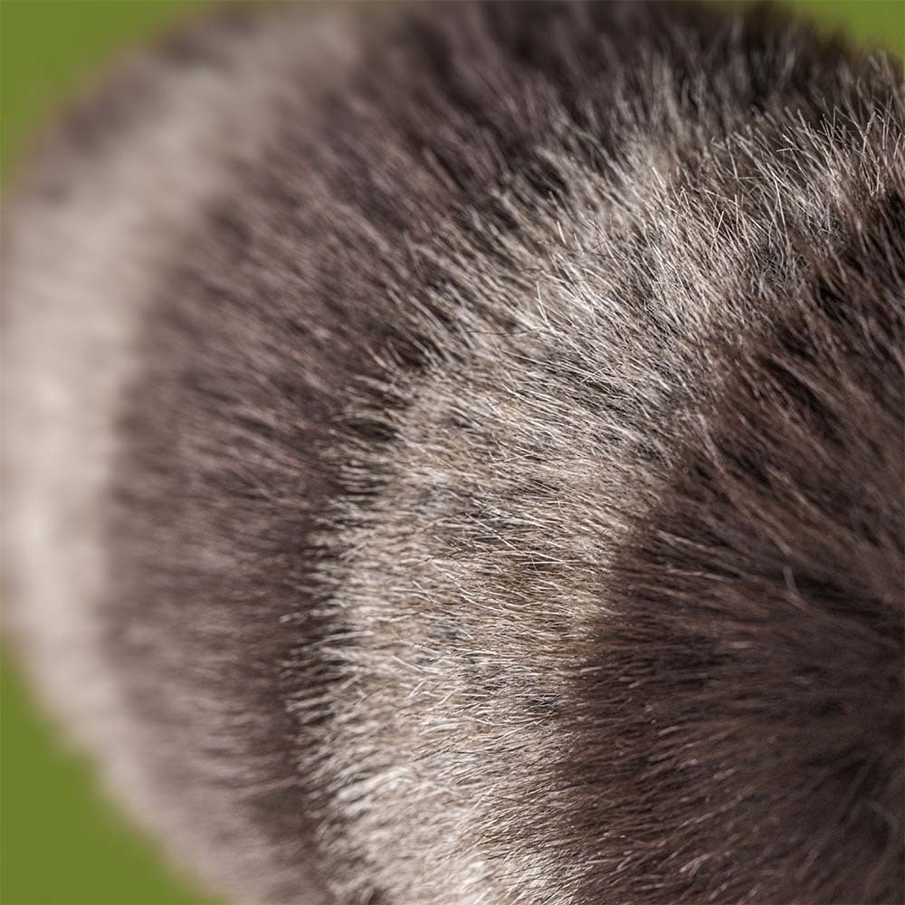Trixiwoo Raccoon - JELLYCAT